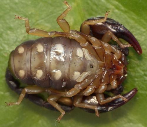 Euscorpius flavicaudis