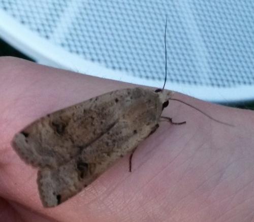 Noctua pronuba
