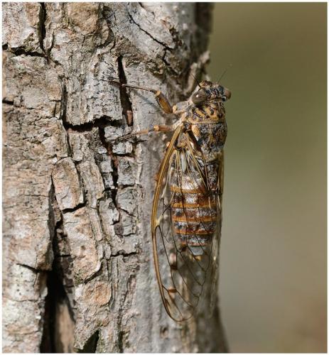 Cicada orni