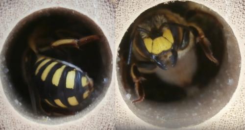 Anthidium florentinum