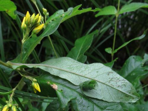 Réf. 168 758 : Calybites phasianipennella