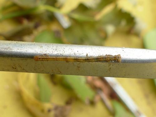 Campaea margaritaria