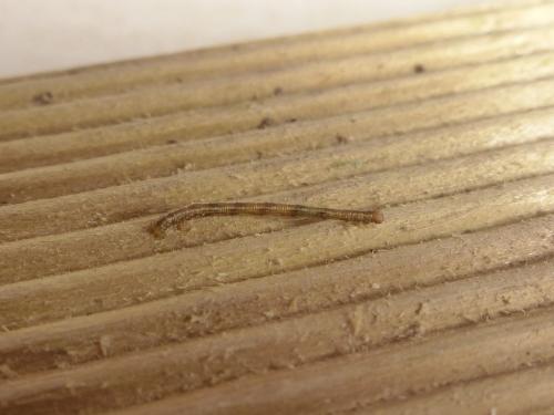 Campaea margaritaria