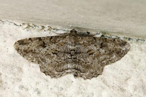 Réf. 168 527 : Peribatodes rhomboidaria