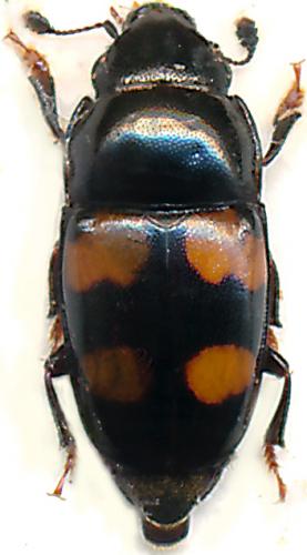 Glischrochilus grandis