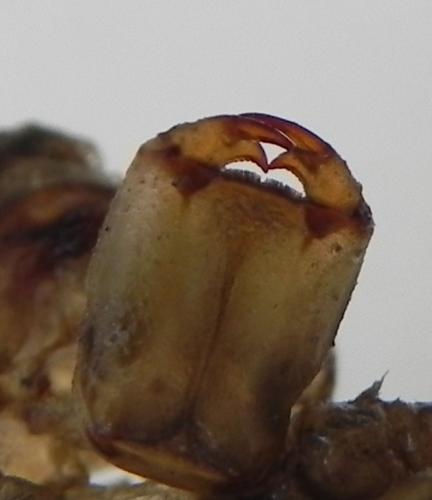 Réf. 168 652 : Gomphus simillimus