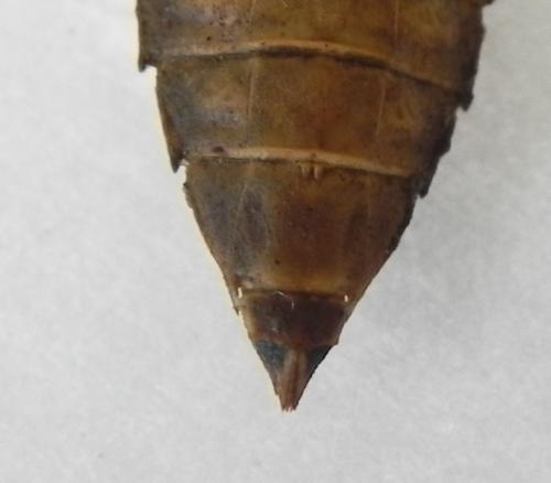 Réf. 168 653 : Gomphus simillimus