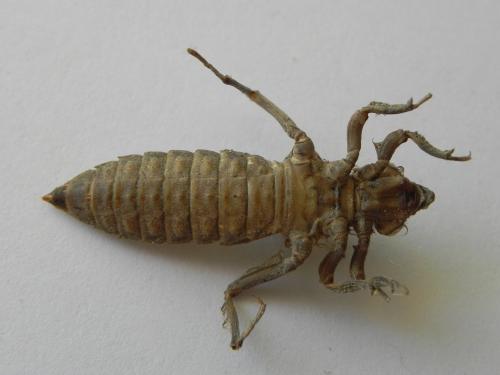 Réf. 168 643 : Gomphus simillimus