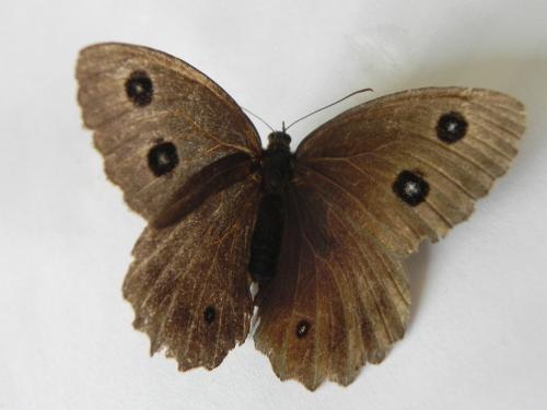 Minois dryas