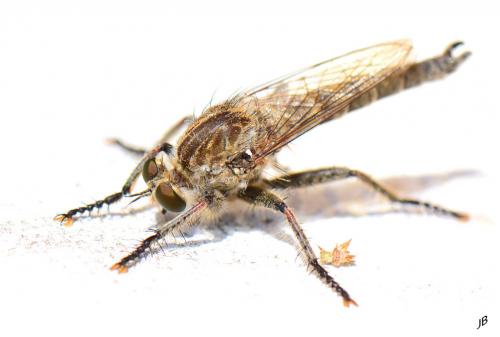 Réf. 168 488 : Machimus fimbriatus