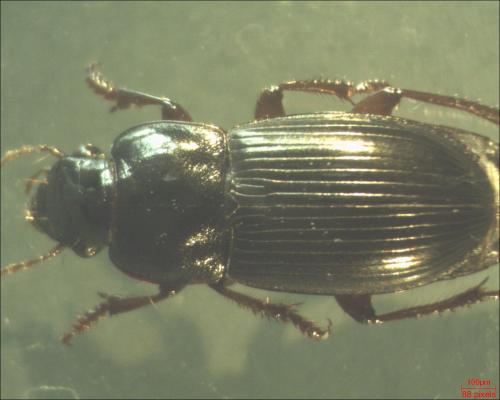Harpalus sp.
