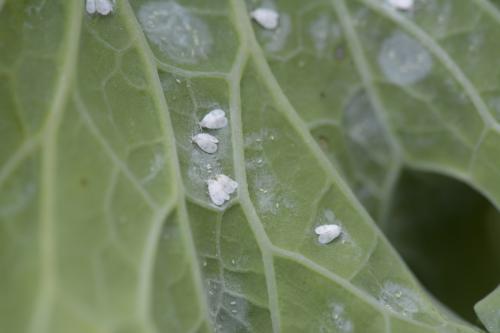 Aleyrodes proletella