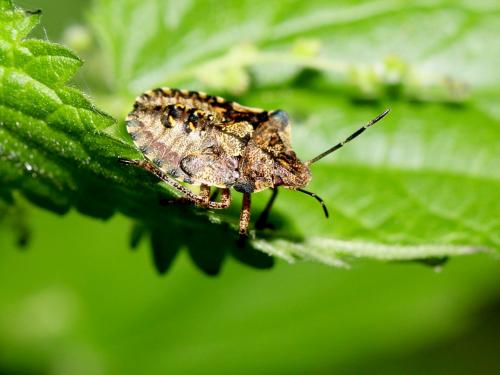 Pentatoma rufipes