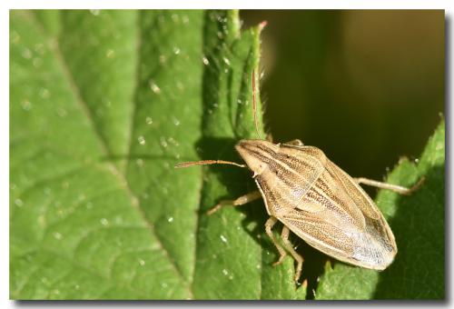 Réf. 168 677 : Aelia acuminata