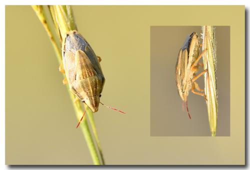 Réf. 168 679 : Aelia acuminata