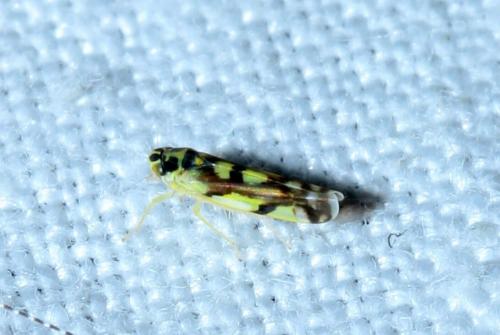 Réf. 168 127 : Eupteryx sp.