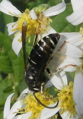 Dolichovespula sp.
