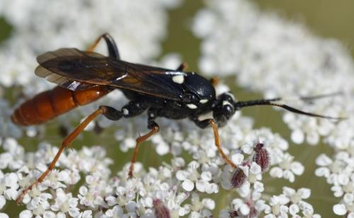 Réf. 168 155 : Amblyjoppa fuscipennis