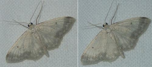 Réf. 168 856 : Idaea biselata