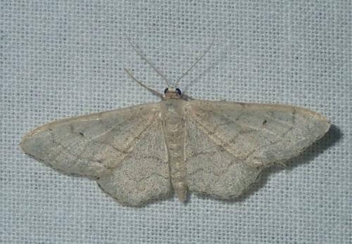 Réf. 168 714 : Idaea aversata