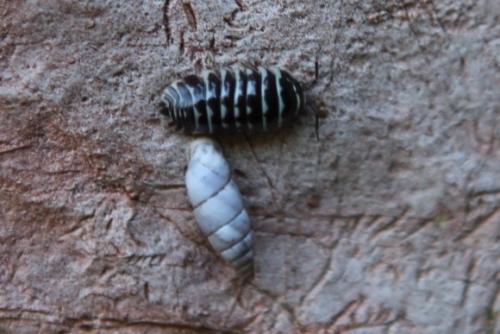 Réf. 168 635 : Armadillidium maculatum