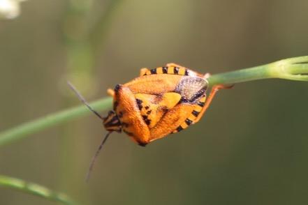 Réf. 168 633 : Carpocoris pudicus