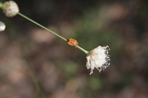 Carpocoris pudicus