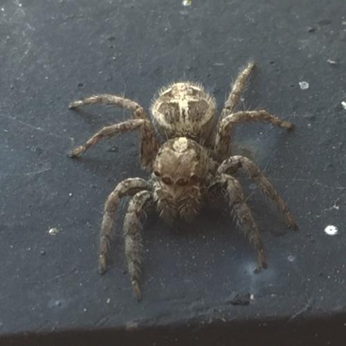 Réf. 168 535 : Plexippus paykulli