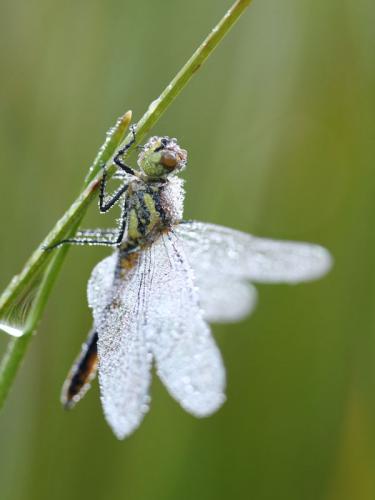 Réf. 168 746 : Sympetrum danae