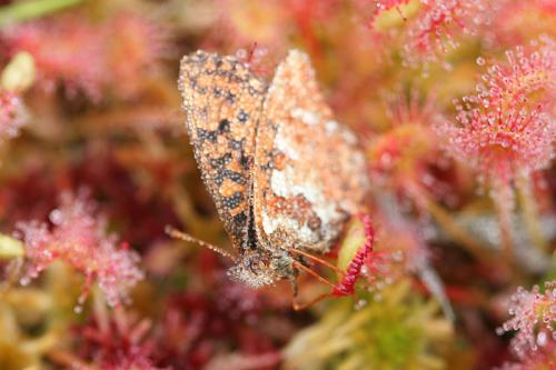 Boloria aquilonaris