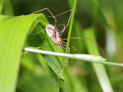 Phalangium opilio