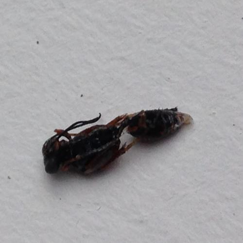 Sceliphron sp.