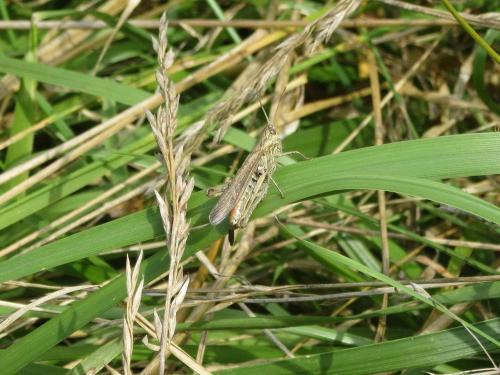 Chorthippus sp.