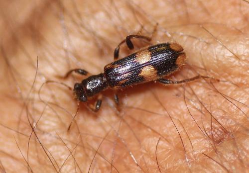Opilo mollis