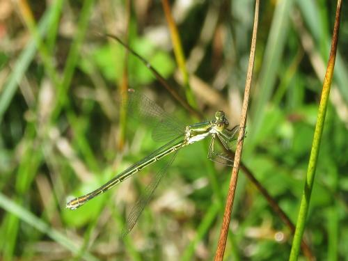 Lestes virens