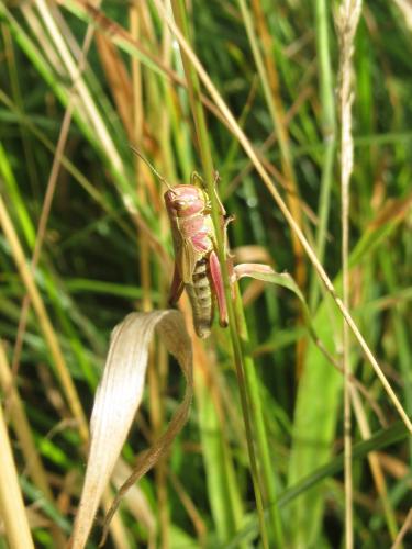 Pseudochorthippus parallelus