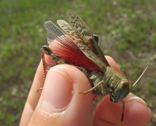 Calliptamus sp.