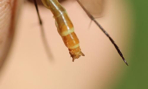 Bittacus italicus