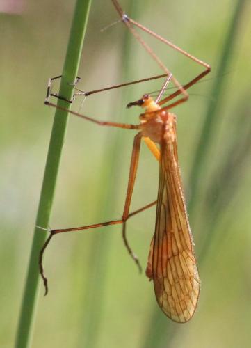 Réf. 168 529 : Bittacus italicus