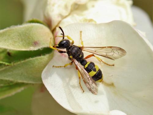 Cerceris rybyensis