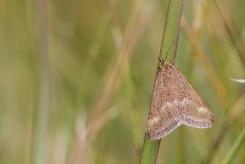 Pyrausta aerealis