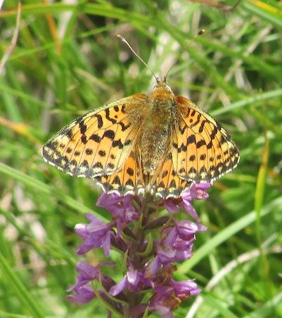 Réf. 168 398 : Boloria pales