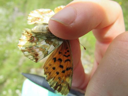 Réf. 168 399 : Boloria pales