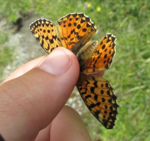 Réf. 168 400 : Boloria pales