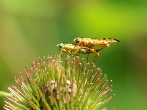 Réf. 168 674 : Terellia tussilaginis