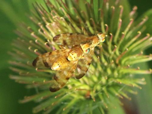 Réf. 168 726 : Terellia tussilaginis