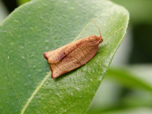 Réf. 168 806 : Cacoecimorpha pronubana
