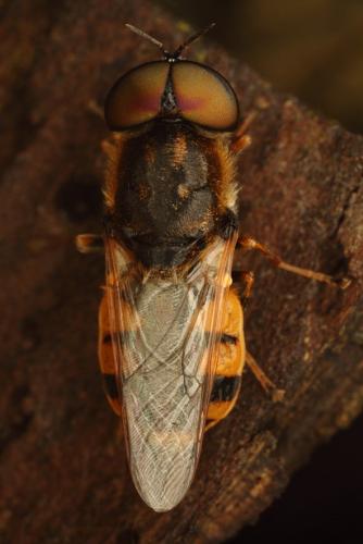 Réf. 168 549 : Odontomyia annulata