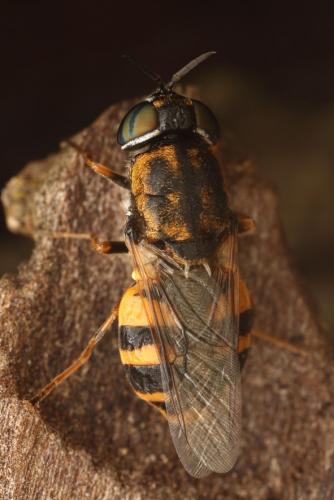 Réf. 168 567 : Odontomyia annulata