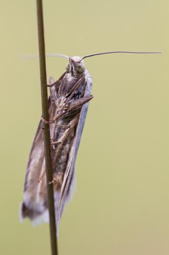 Réf. 168 267 : Selagia argyrella